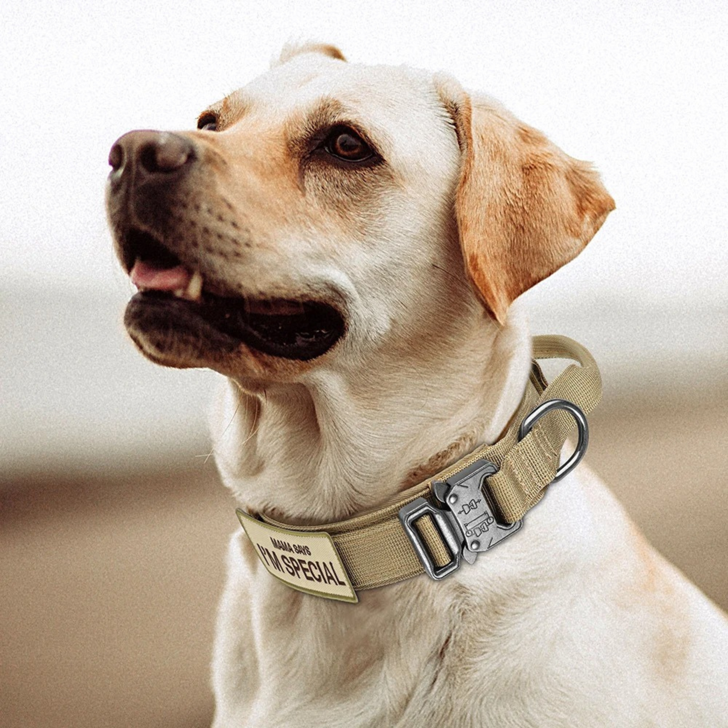 ,,I'm Special'' Tactical Dog Adjustable Collar