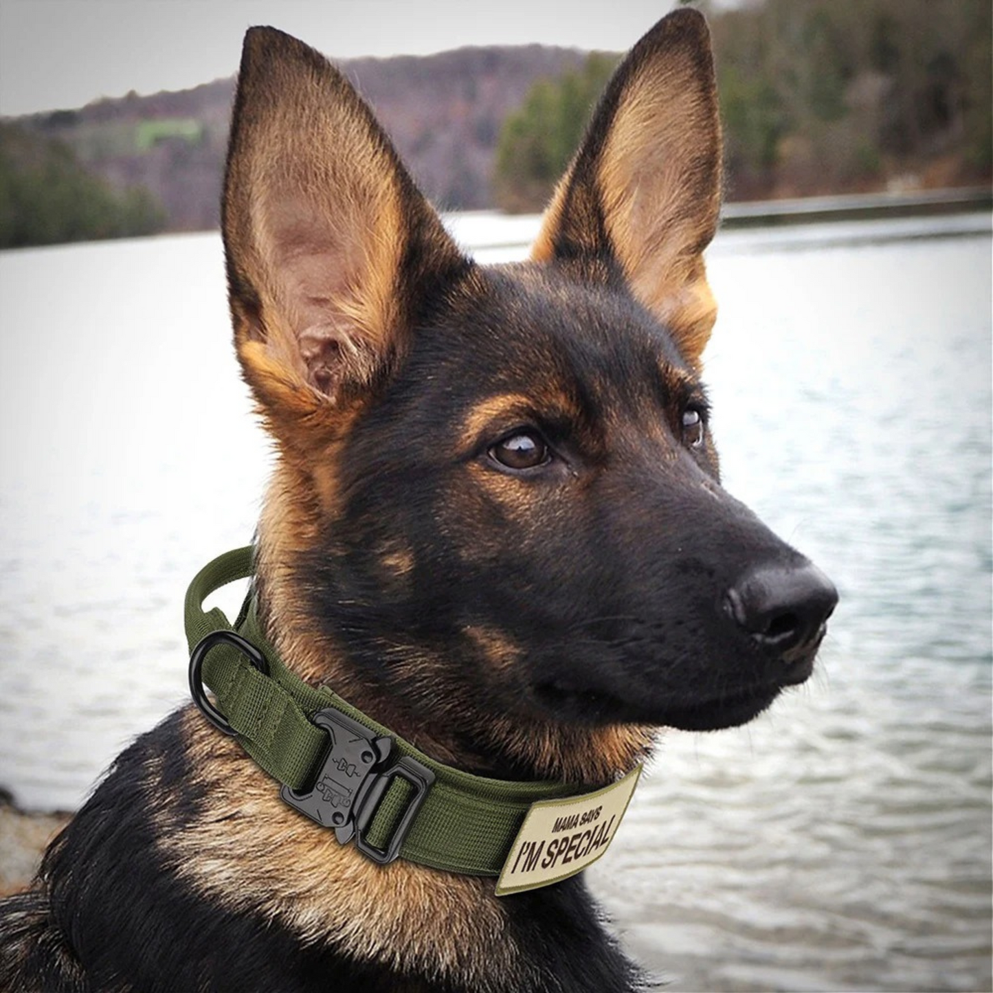 ,,I'm Special'' Tactical Dog Adjustable Collar