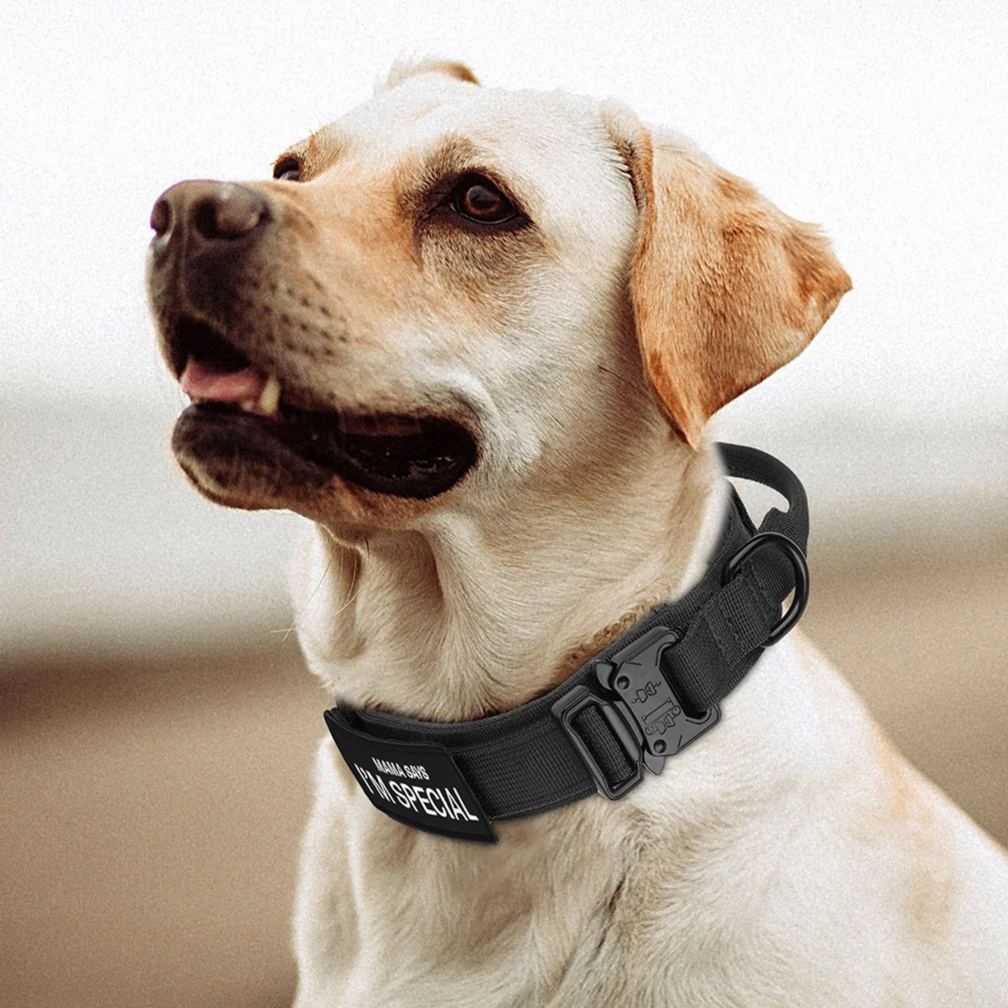 ,,I'm Special'' Tactical Dog Adjustable Collar