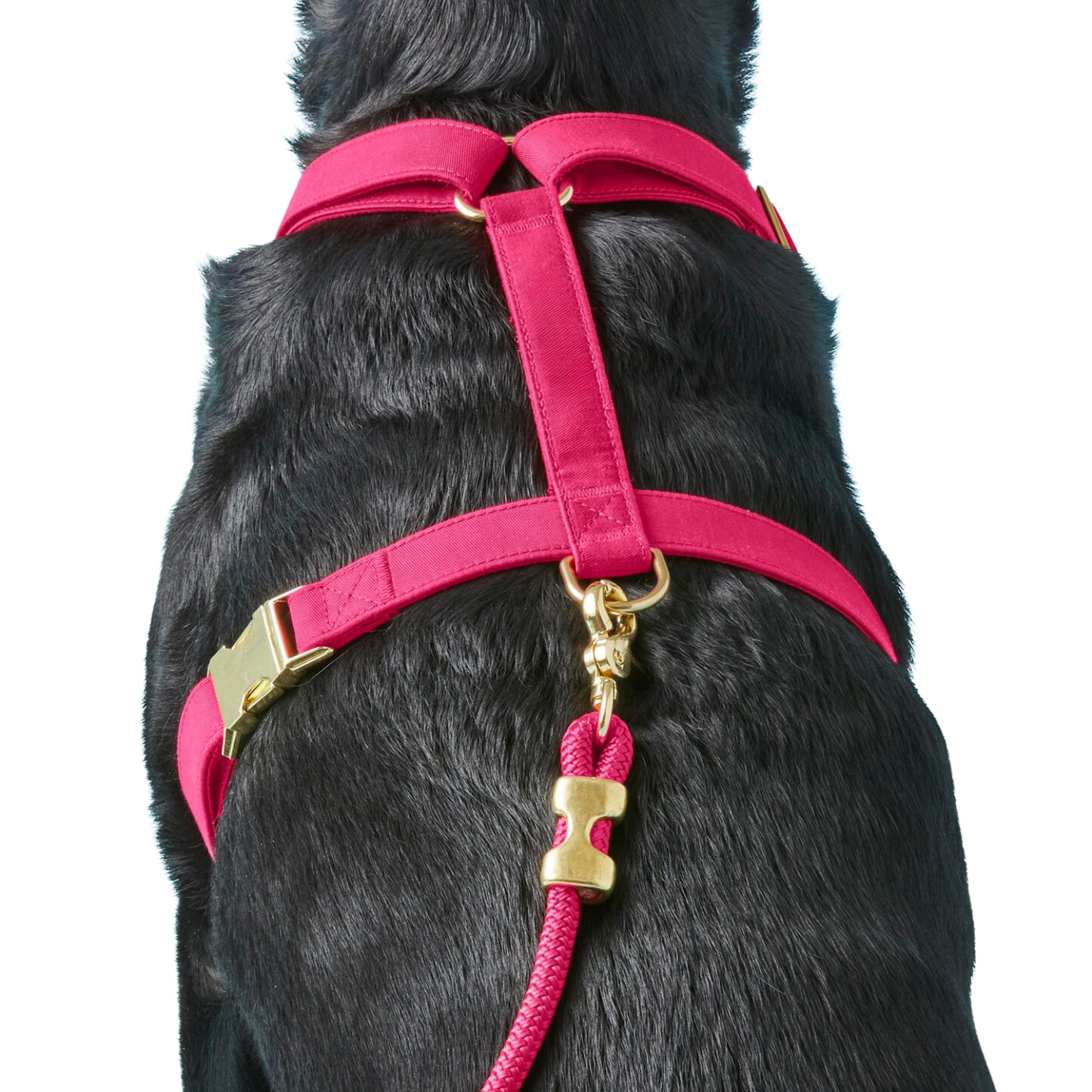 donthe Dog Harness