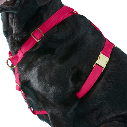 donthe Dog Harness