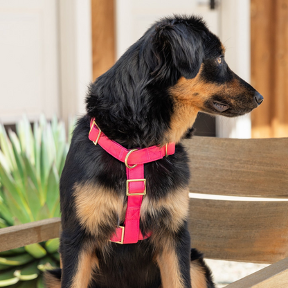 donthe Dog Harness