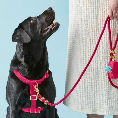 donthe Dog Harness