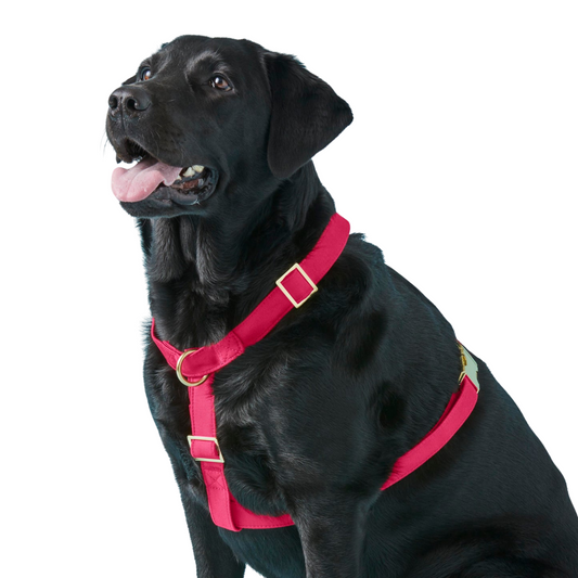 donthe Dog Harness