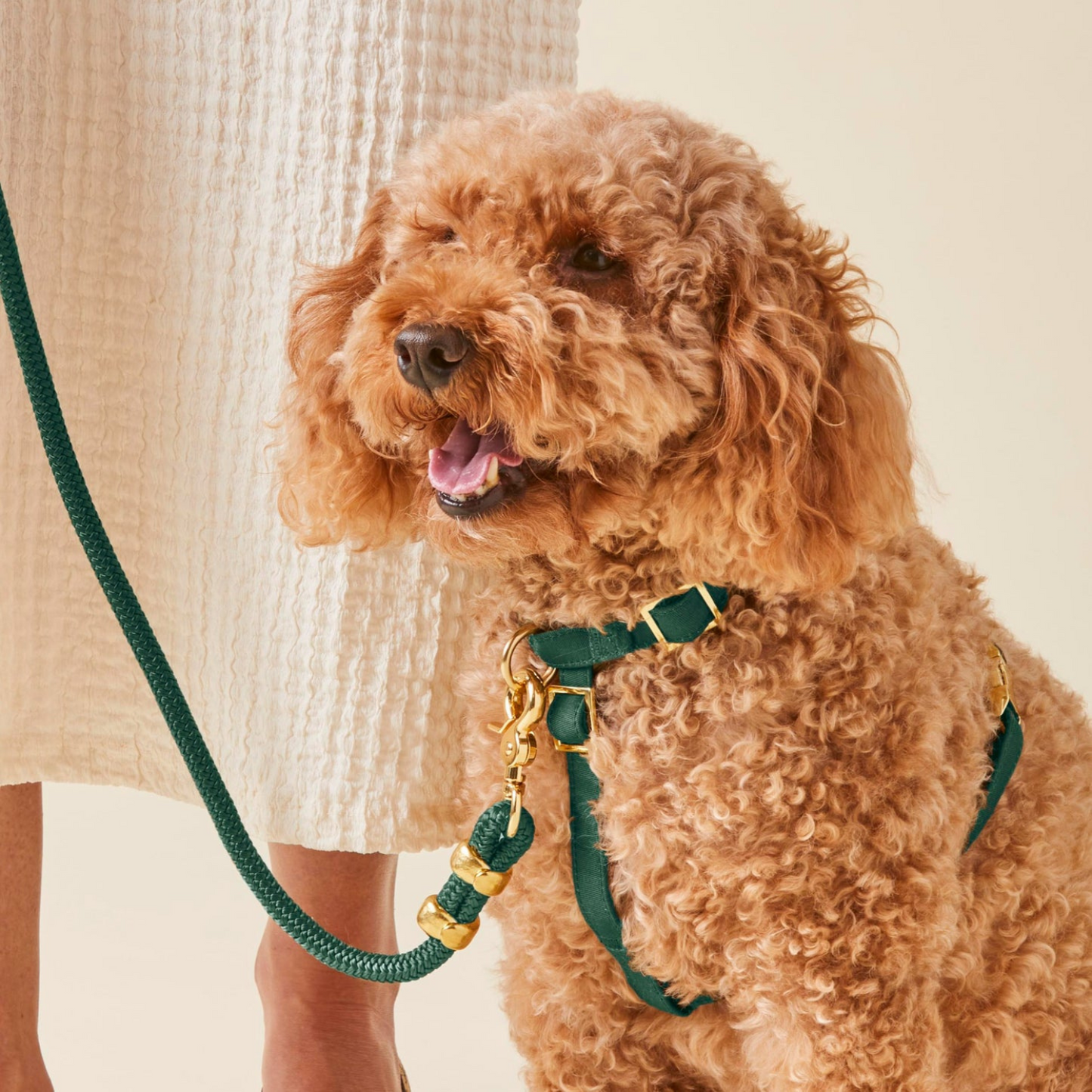 donthe Dog Harness