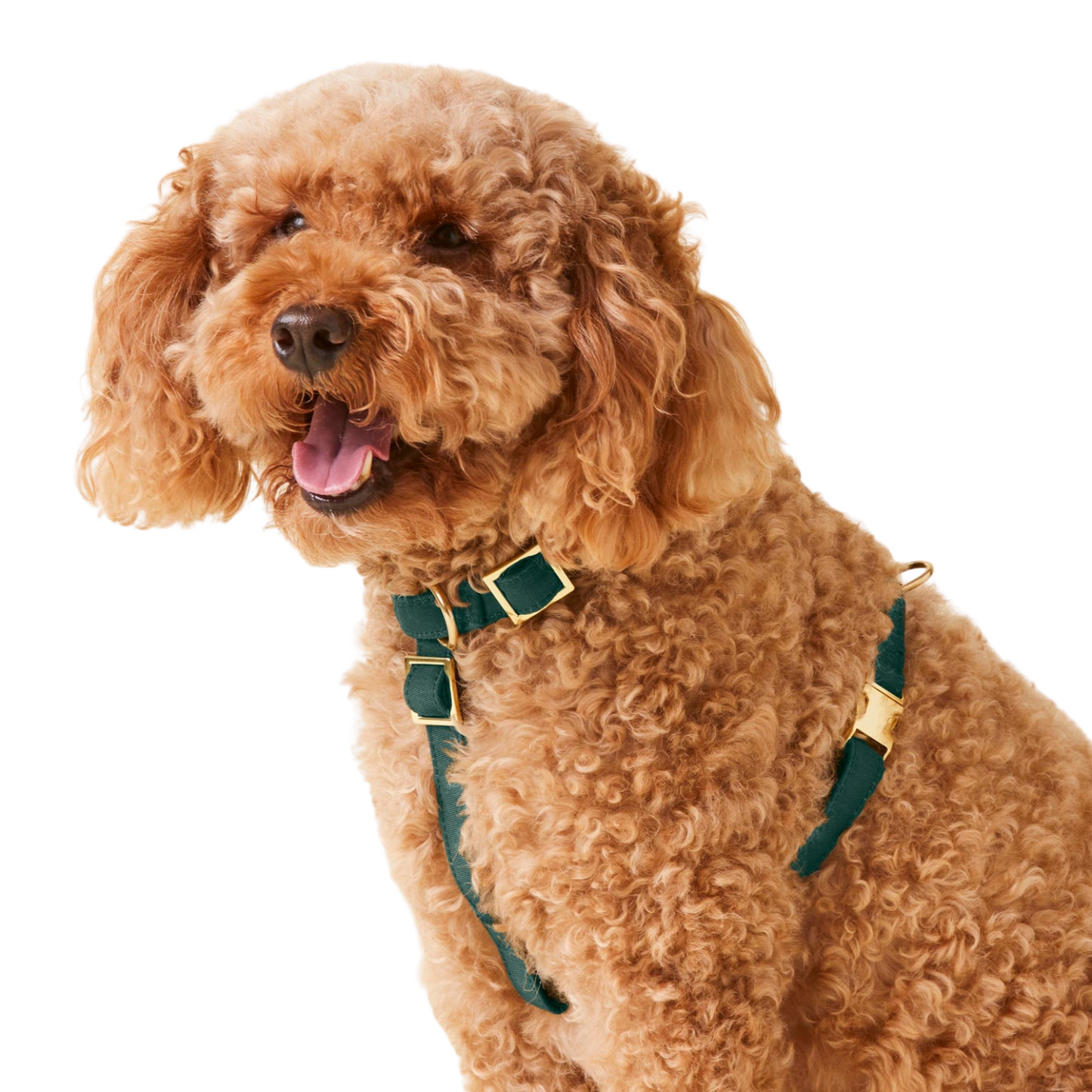 donthe Dog Harness