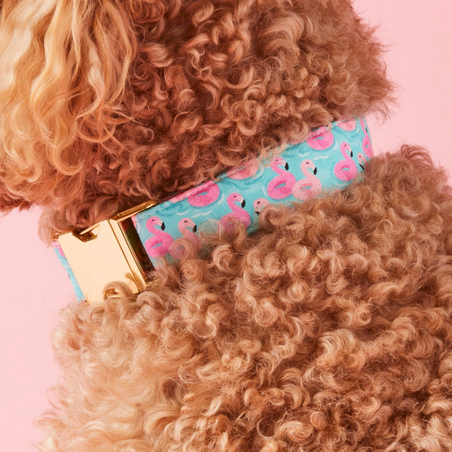 Bark & Style Collars