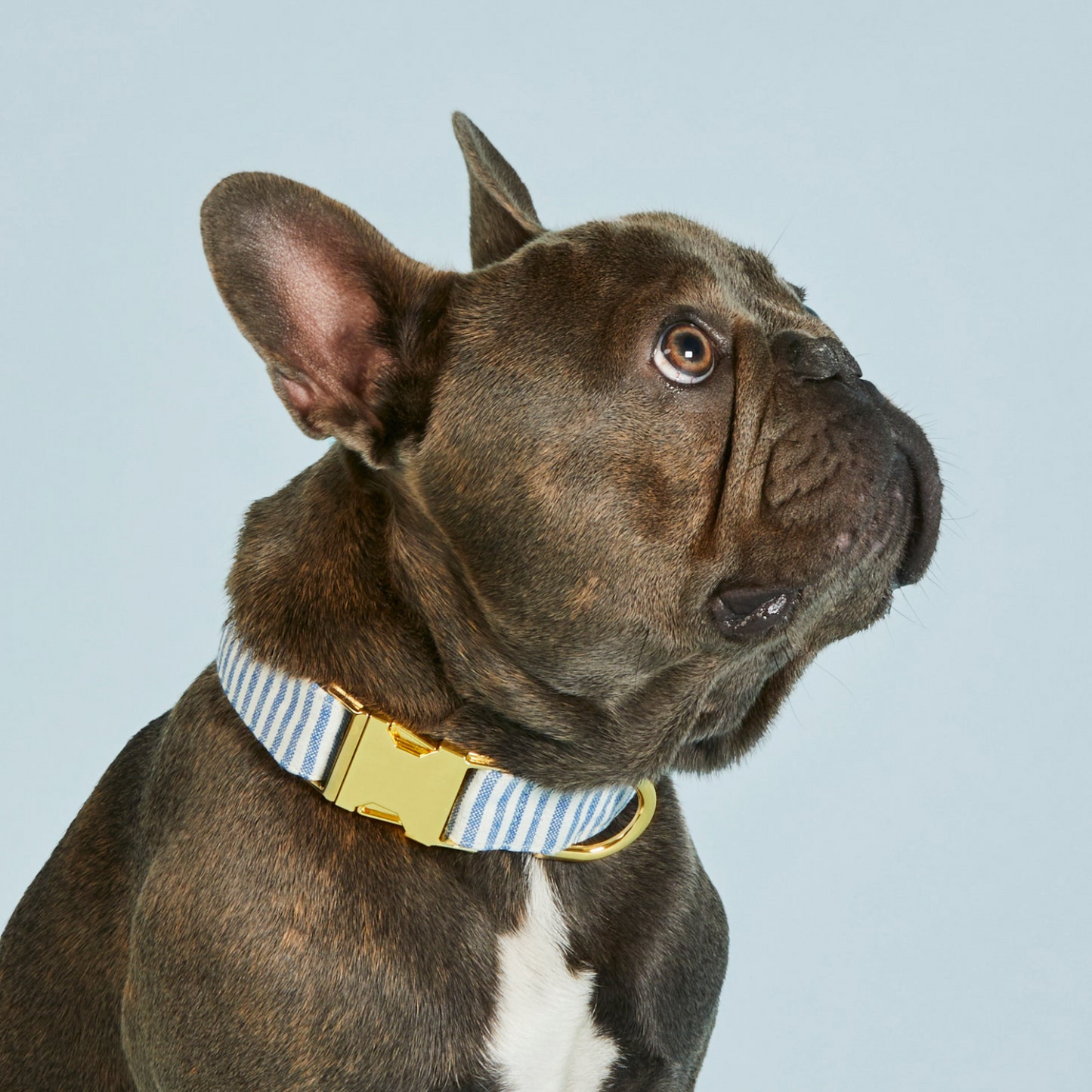 Bark & Style Collars