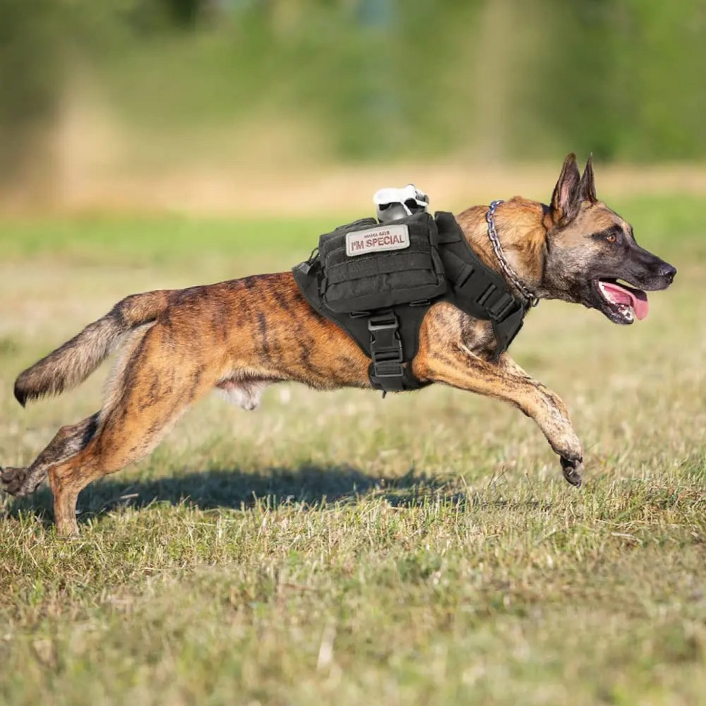 Adjustable Control Dog Harness