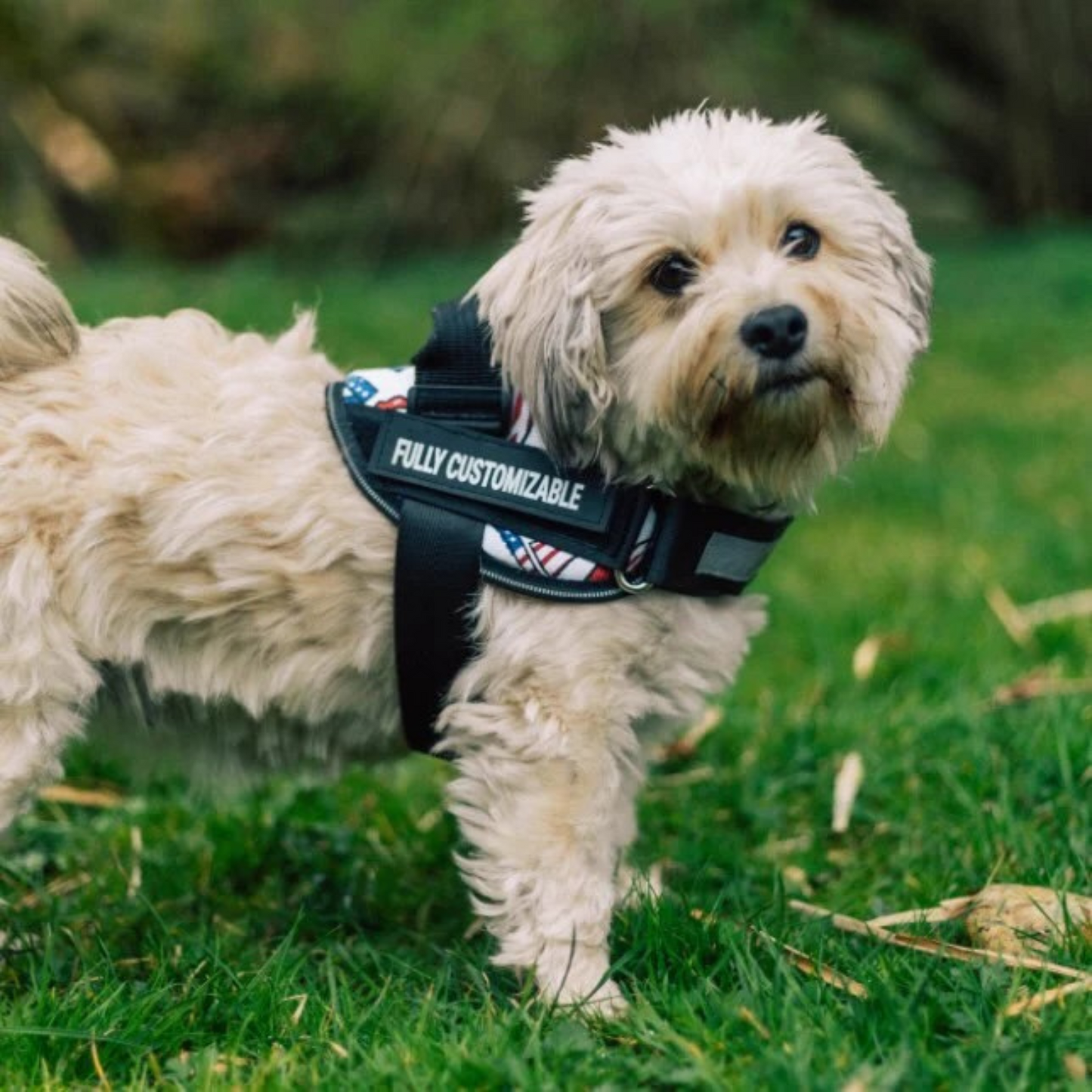 Adjustable Neck Harness